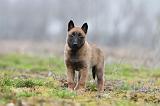 MALINOIS 898